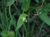 Arrow-Leaved Tearthumb